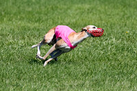 Whippet Prelim Zed Pearl-3088