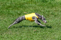 Whippet Prelim Zed Pearl-3077