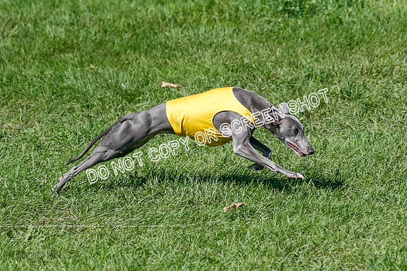 Whippet Prelim Zed Pearl-3077