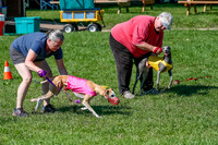 Whippet Prelim Zed Pearl-3063