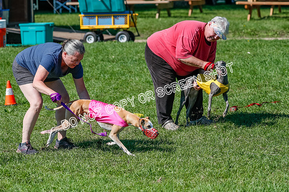 Whippet Prelim Zed Pearl-3063