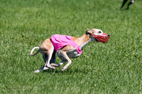 Whippet Prelim Zed Pearl-3089