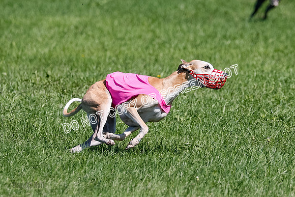 Whippet Prelim Zed Pearl-3089