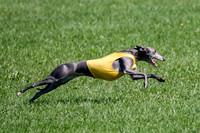 Whippet Prelim Zed Pearl-3102