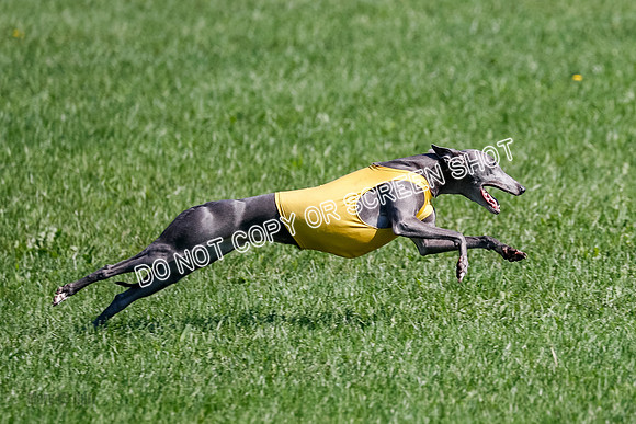 Whippet Prelim Zed Pearl-3102