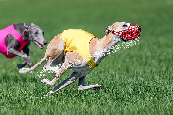 Whippet Jed, Pearl-4075