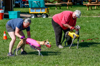 Whippet Prelim Zed Pearl-3062