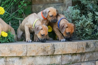 Rhodesian Ridgeback Puppies