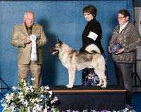 Elkhound 2020-1060
