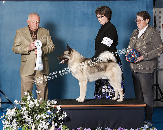 Elkhound 2020-1060