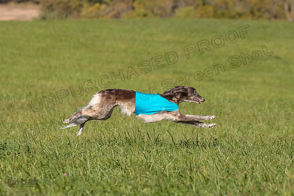 1 Prelims Fch 1 Kelso Wiings Foxy-5572
