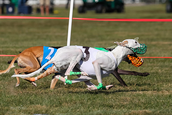Prg 4, Race 13, oats Bookie Reas Rizzo-2780