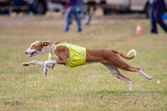 Finals Fch 2 Beastie Willow Ginny-3227
