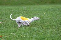 Finals Whippet Veteran-4747