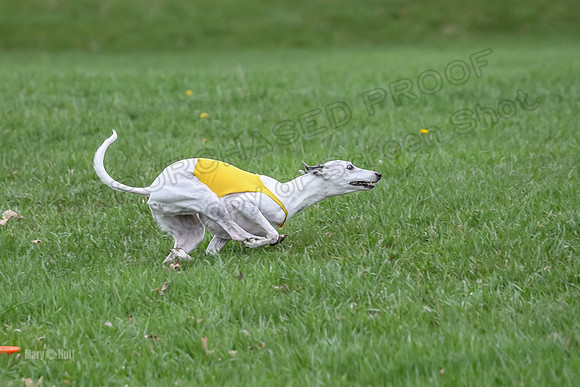 Finals Whippet Veteran-4747