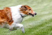 Cat Test 1-0132