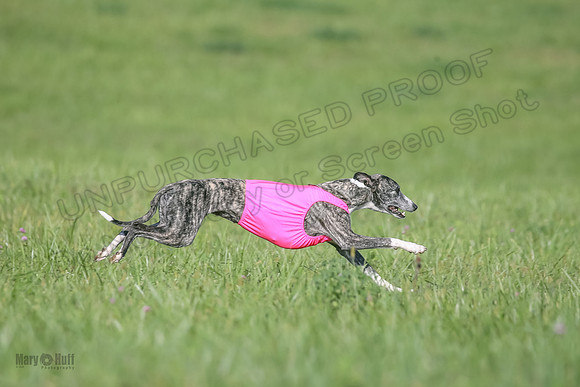 1 Prelims Fch B2 Cooper Prim Treble-9755