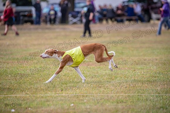 Finals Fch 2 Beastie Willow Ginny-3229