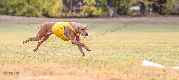1 Prelims Vet Libby Xena-0404