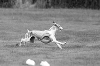 Prelims Misty-0631-2