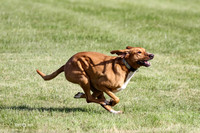 MCH73868