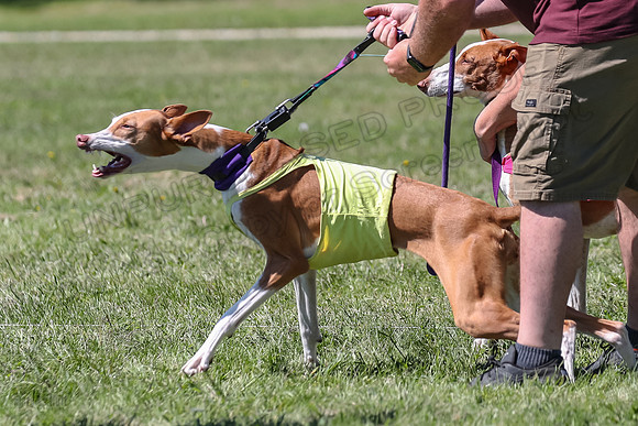 Finals Fch 2 Beastie Ginny-8290