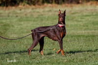 Magnuson K