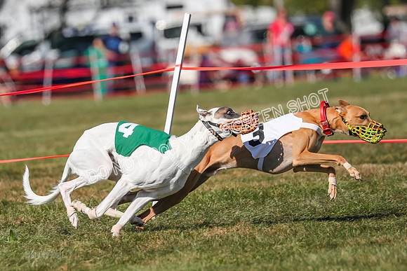 Prg 4, Race 7, Savvy Sparks Red Intro-2630