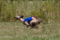 Whippet BOB