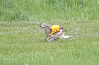 Silken Windhounds