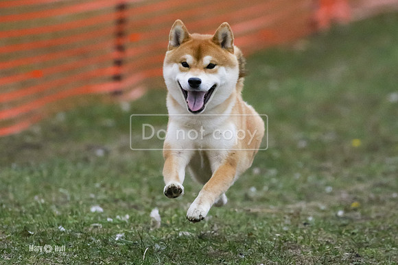 MCH76297