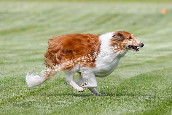 Cat Test 1-0131