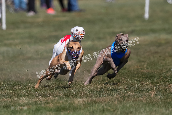 Prg 3, Race 8, Barley Grit Piranha Toodles-2115