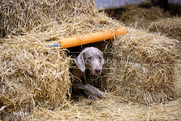 MCH57117