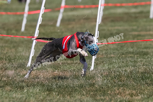 Prg 3, Race 5, Elia Savvy Mika Flint-2030