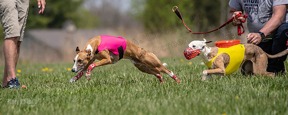 Finals Open F5 Digit Hugo-4010