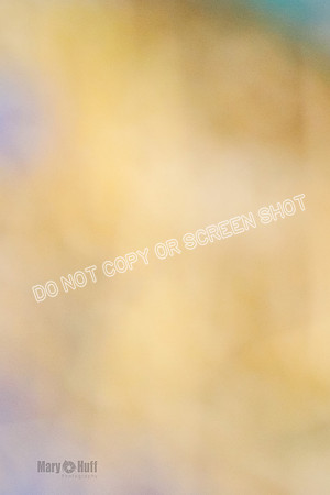 _F4I8739