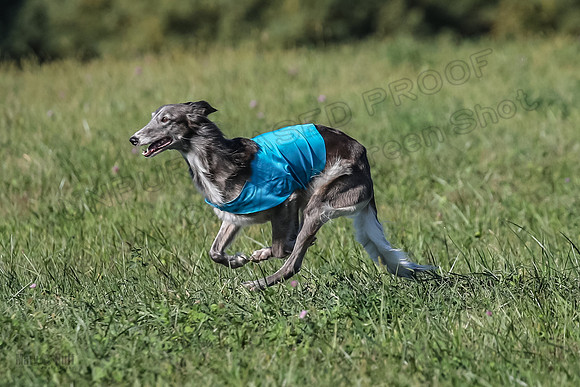 1 Prelims Fch 1 Kelso Wiings Foxy-5603