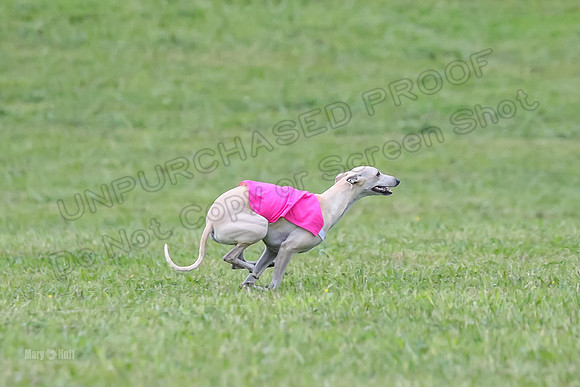 Prelim Open B3, Tusi Dany Tails-8468