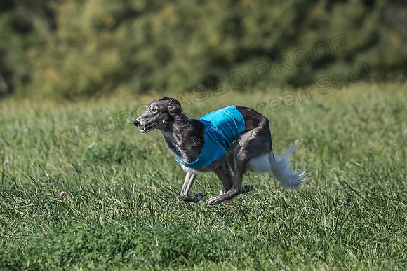 1 Prelims Fch 1 Kelso Wiings Foxy-5609