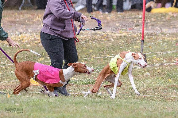 1 Prelims Vet 1 Dawn Thea-5887