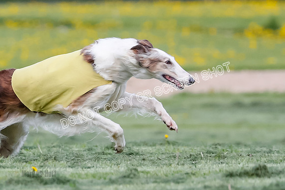 Prelim, Open, Rainbow Vera-8431