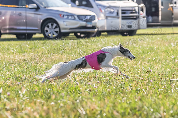 1 Prelims Fch 1 Kelso Wiings Foxy-5530