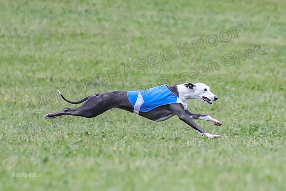 Prelim Open B2, Easy Cardi Minerva-8430