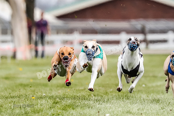 WRA, Prg 2, Race 12, Bookie Joplin Rogue Chase Jigsaw Rum-9050-2