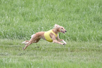 Saluki