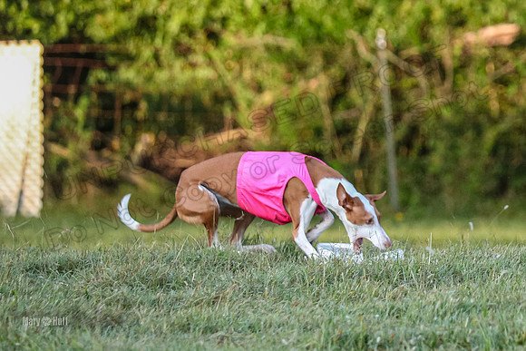 Prelims, Open 2 Willow Beastie-9536