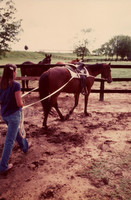 Me working with a filly