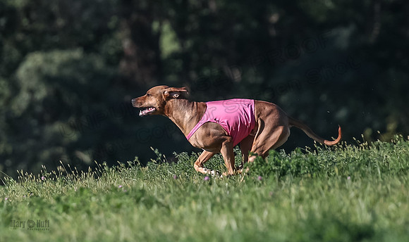 1 Prelims Open 1 Kinky Ash Zanna-4486