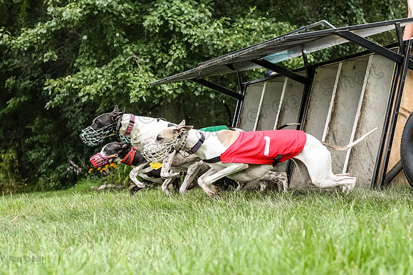 prg 1 race 2 Tissy Wallie Frankie Elsa-3508